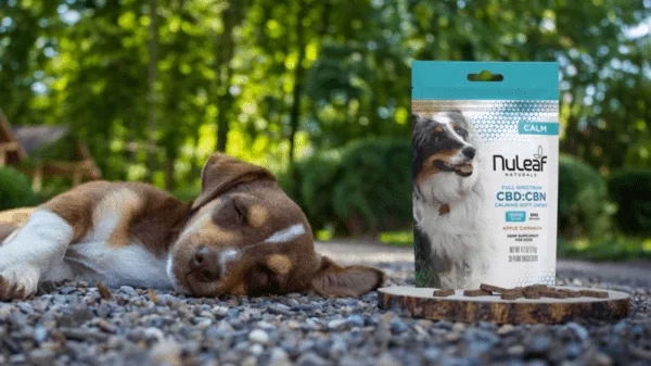 best cbd chews for dogs