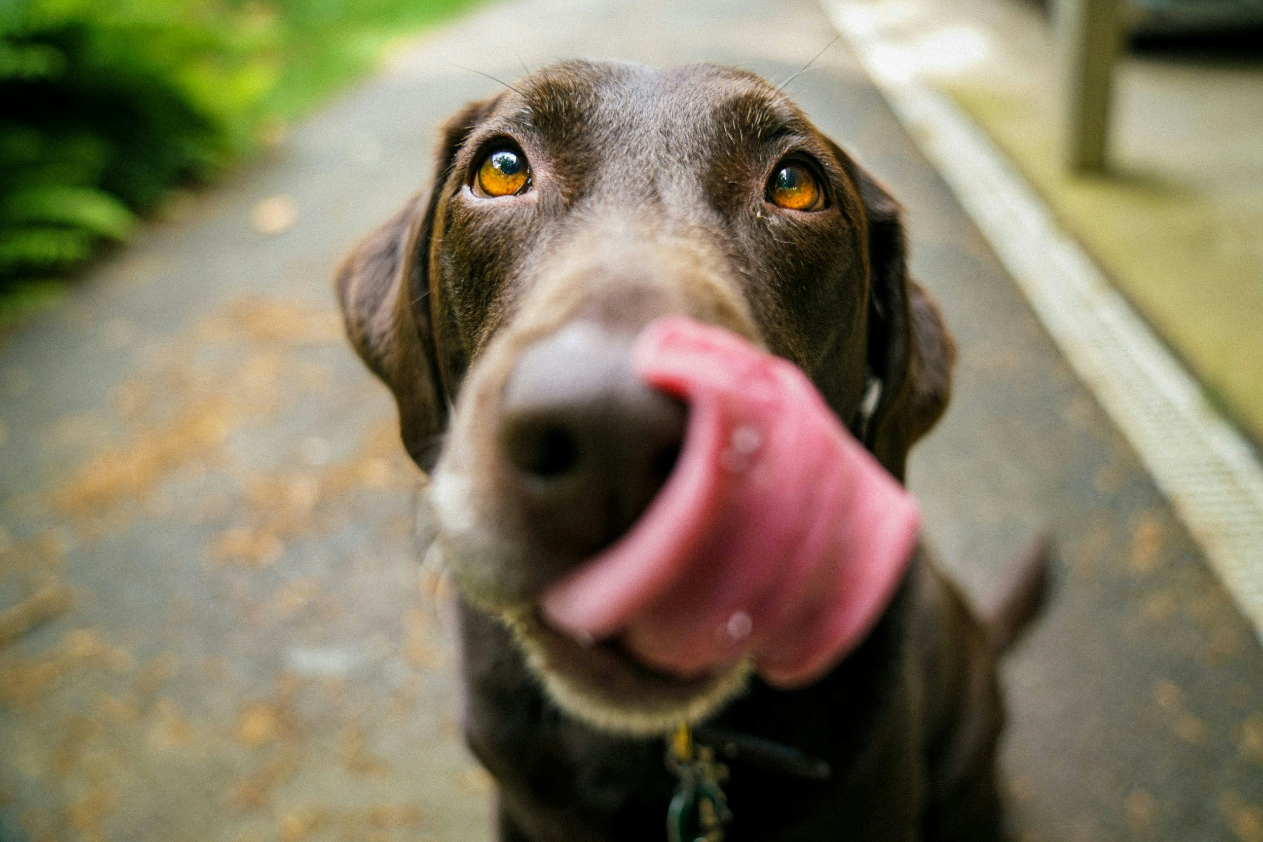 best cbd chews for dogs