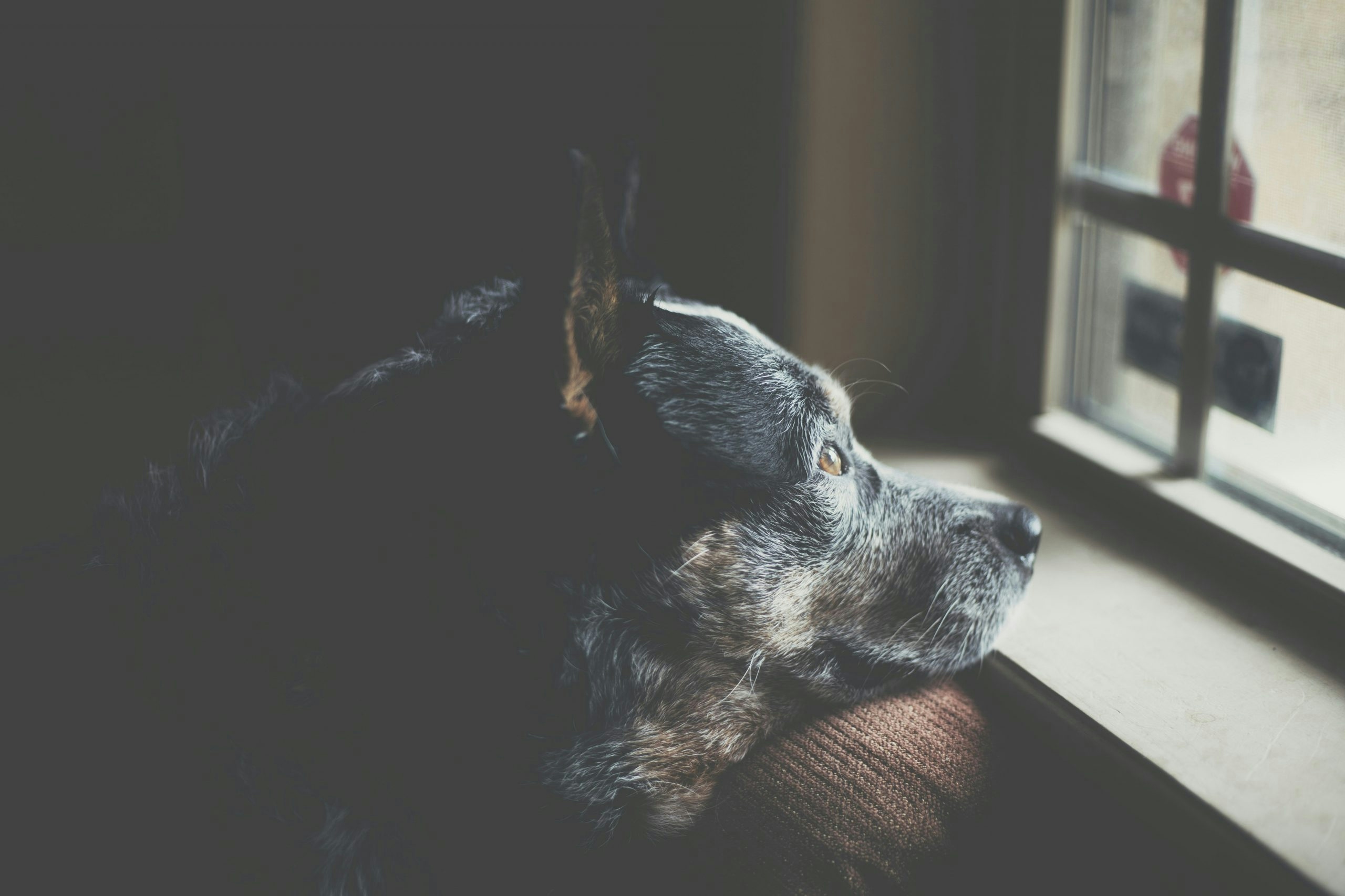 best cbd chews for dogs