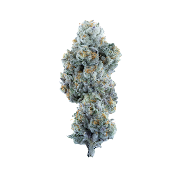 Horchata Indoor Flower