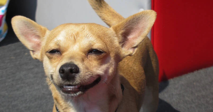 what does weed do to cats