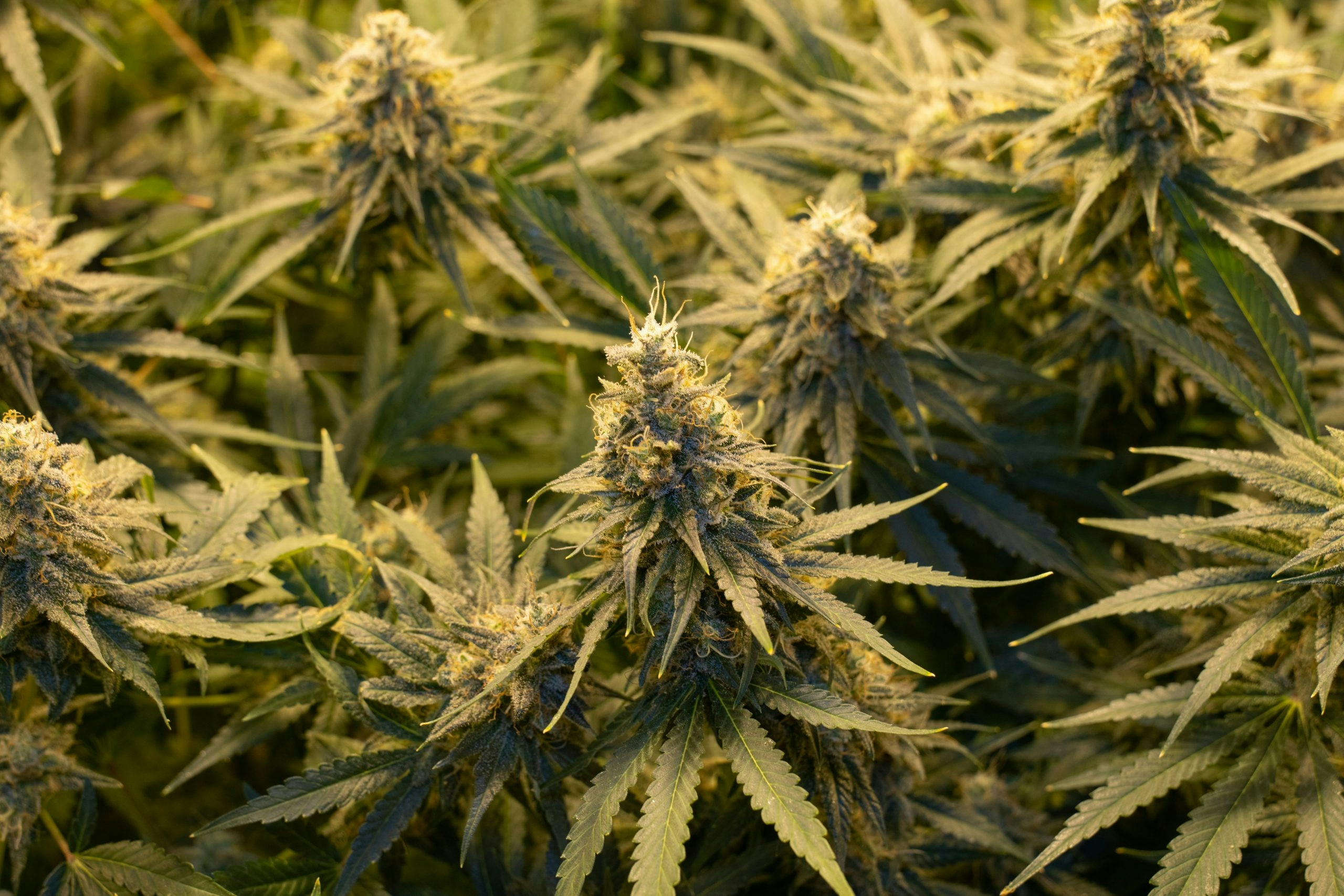 Buy Weed in Sweden