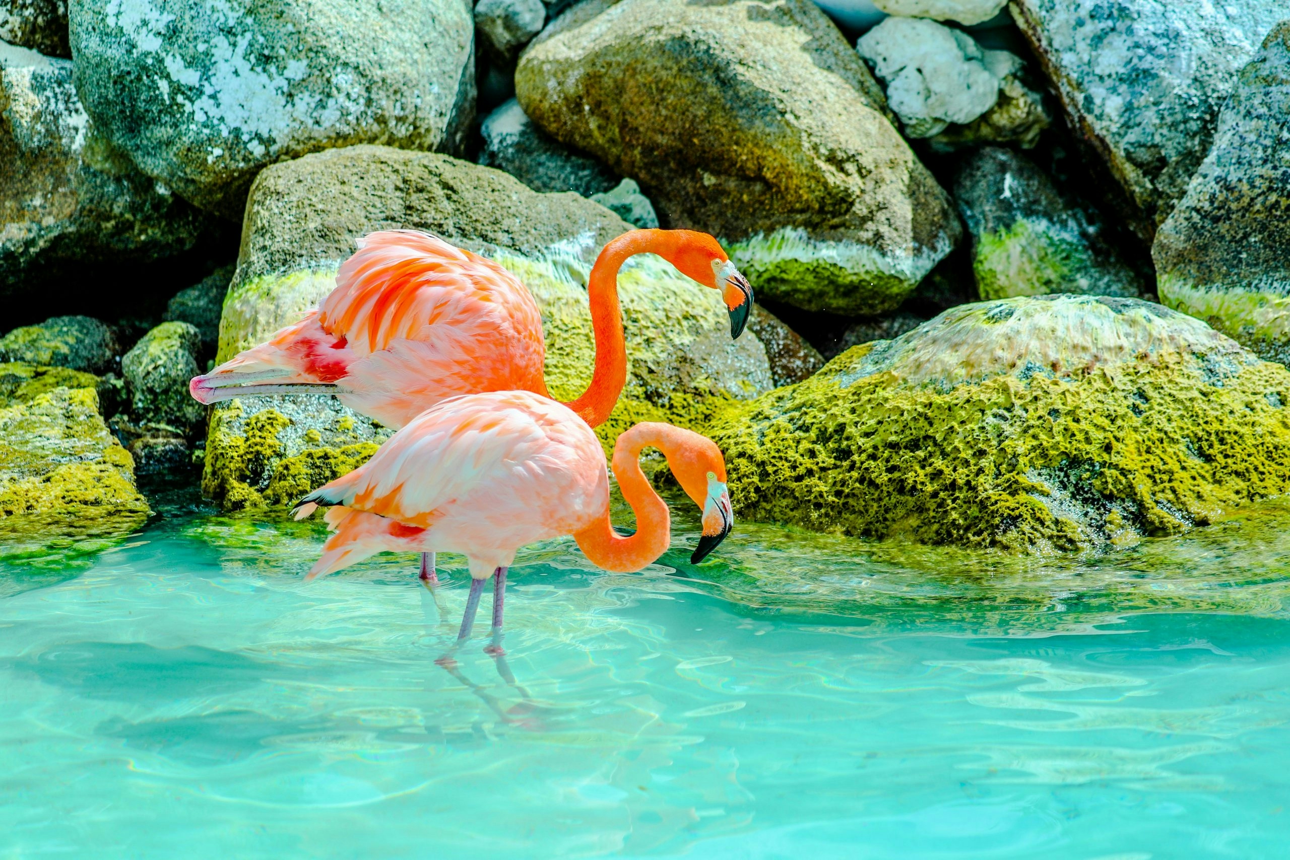 Buy Weed in Aruba