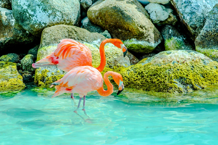 Buy Weed in Aruba