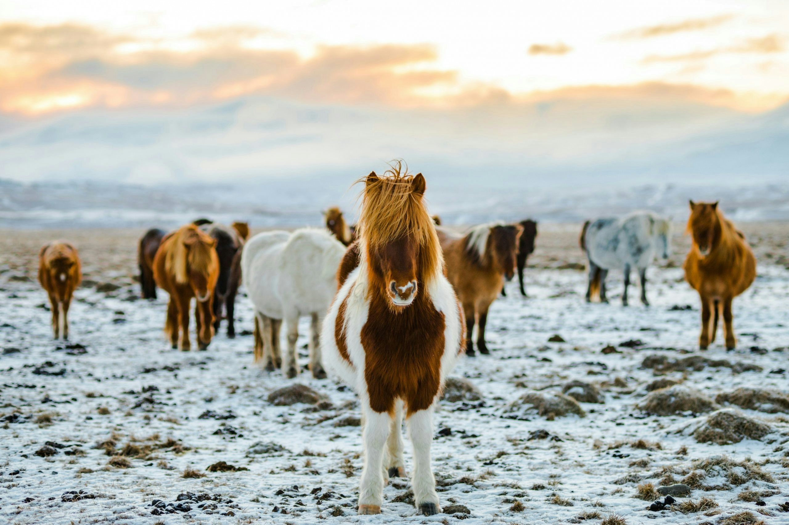 Buy Weed in Iceland
