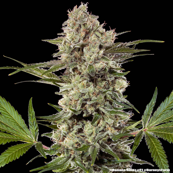 Precision F1 Hybrids