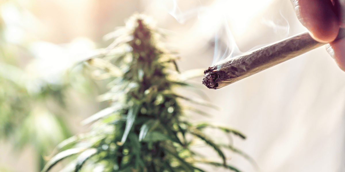 white ash vs black ash weed