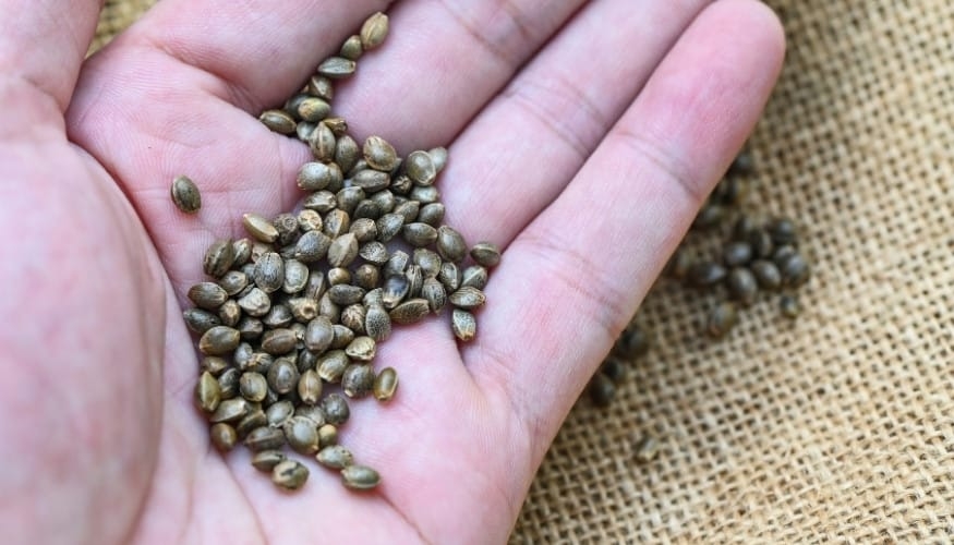 will cannabis seeds be banned