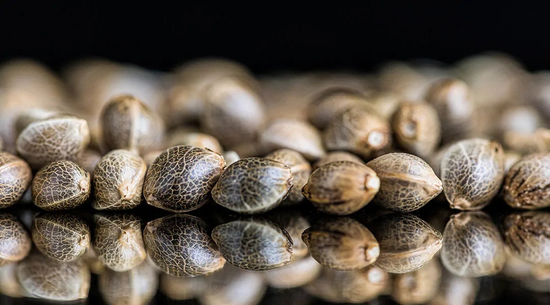 will cannabis seeds be banned