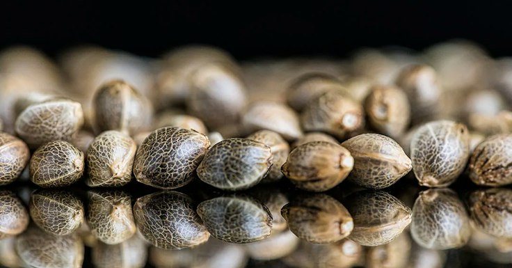 will cannabis seeds be banned