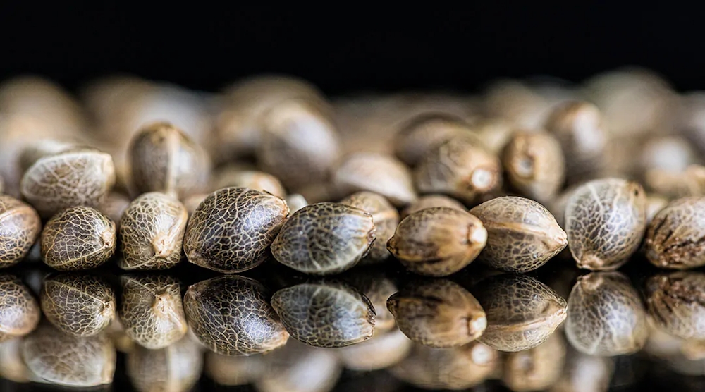 Will Cannabis Seeds Be Banned in the U.S.? The New Seed Law Explained