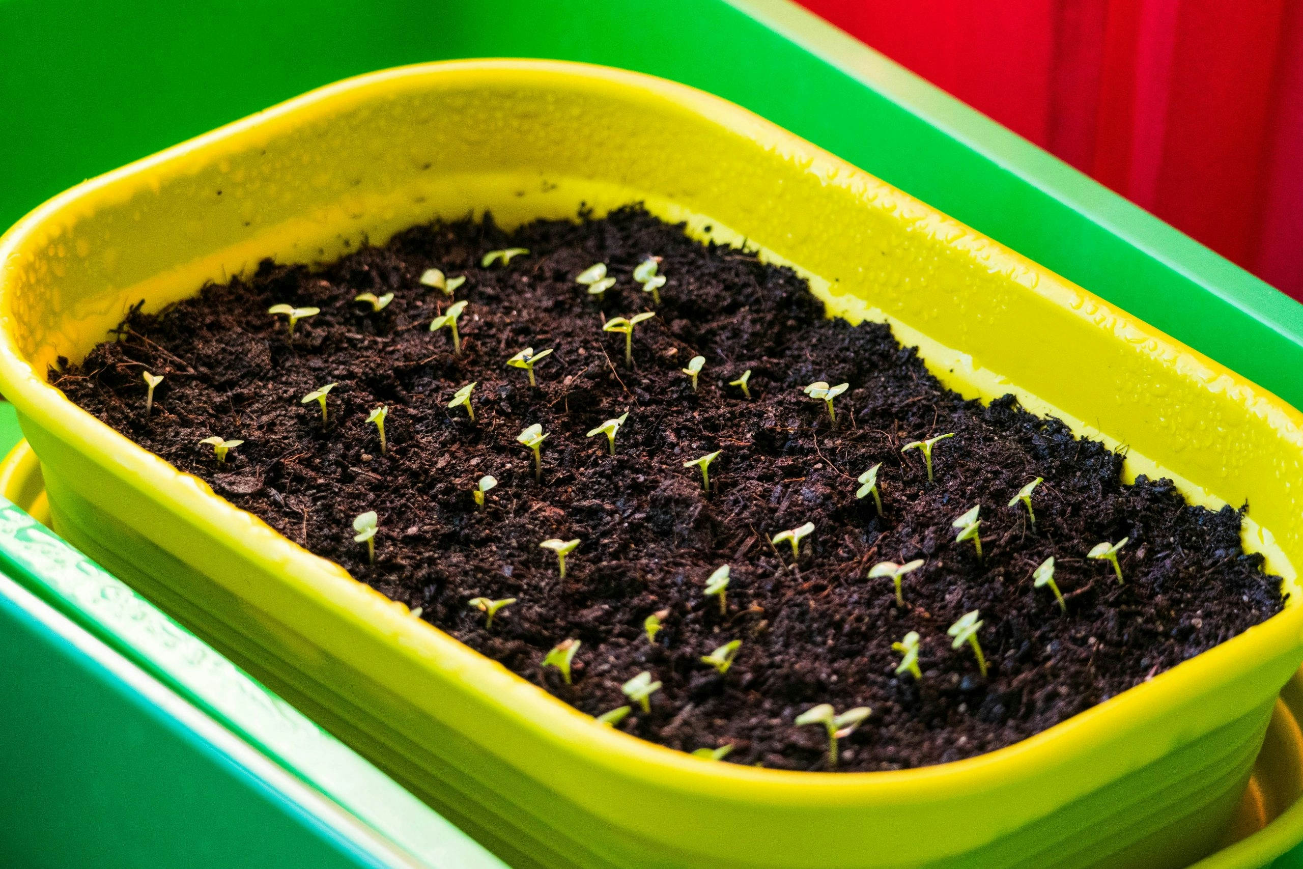 will cannabis seeds be banned