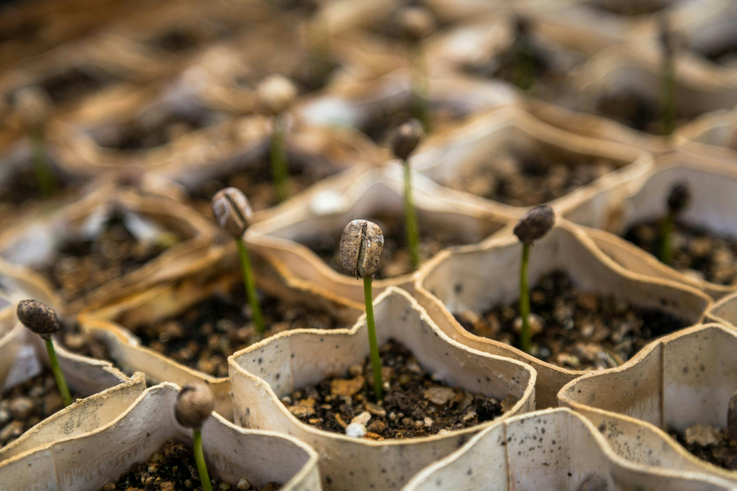 will cannabis seeds be banned