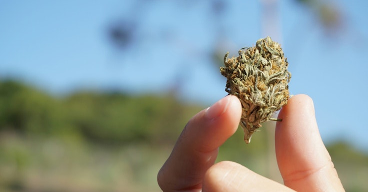 Best tasting weed strains