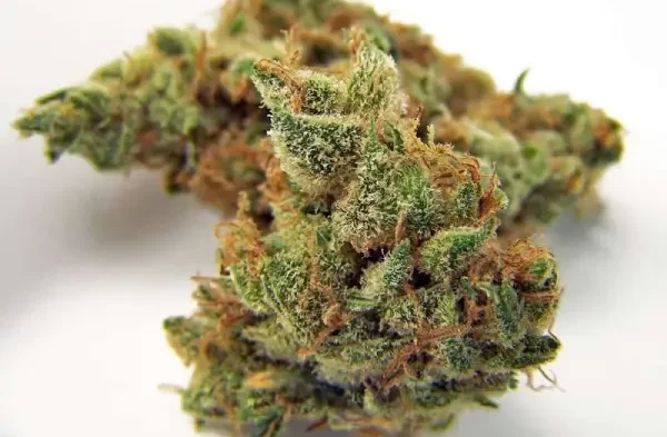 The Best High Myrcene Strains: 10 Picks for Deep Relaxation and Earthy Flavor