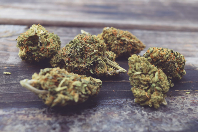 best high myrcene strains