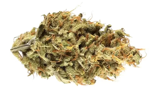 high terpinolene strains