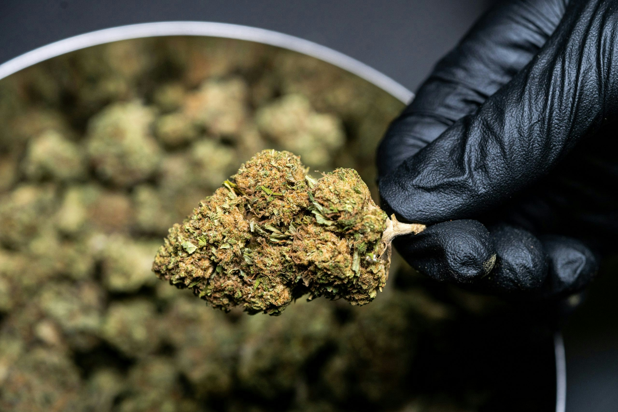 highest pinene strains