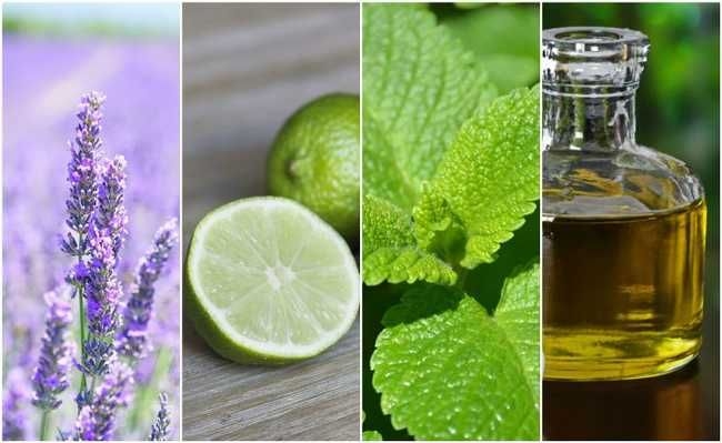 highest pinene strains