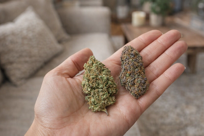 best high humulene strains