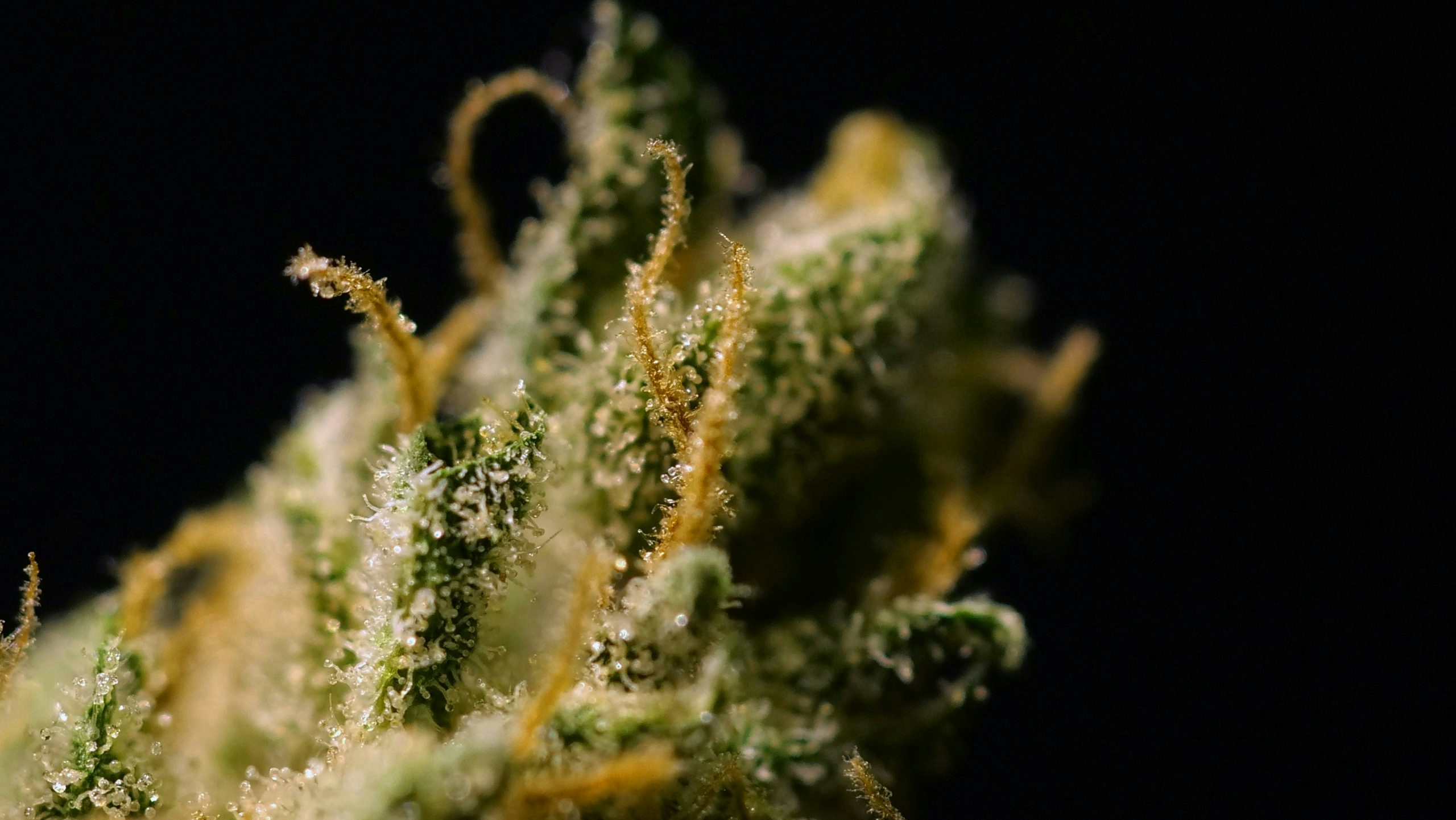 best weed strains for creativity