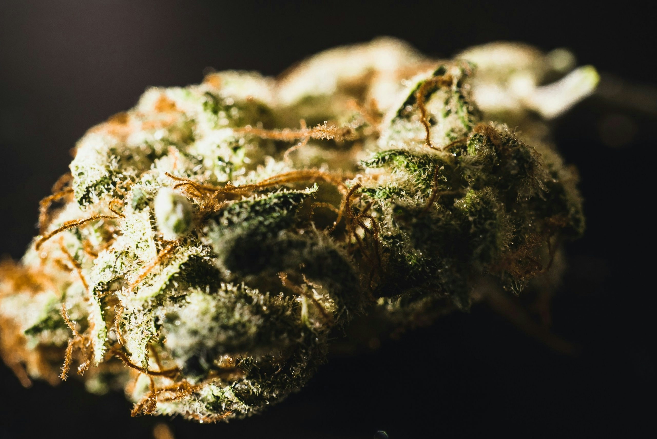 best weed strains for creativity