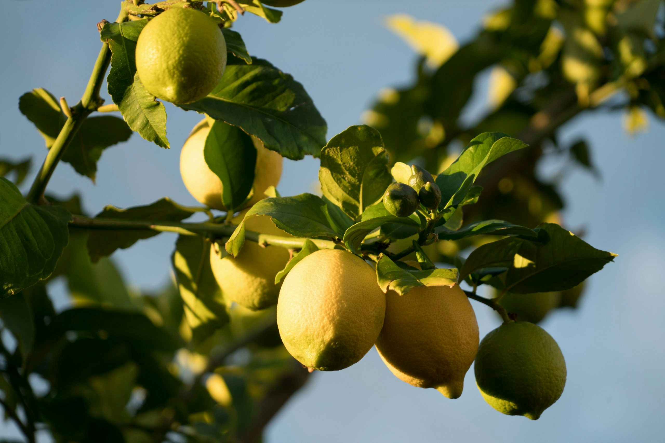 high limonene strains