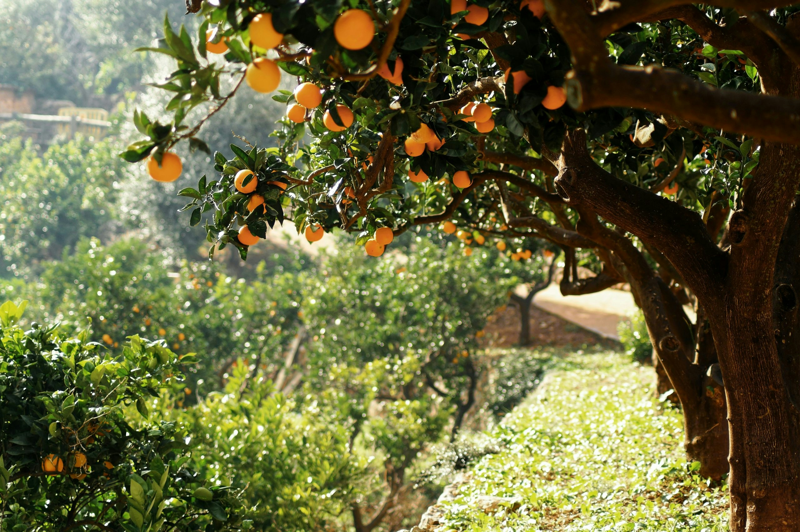 Sunlit orange grove in rural Mallorca during harvest season