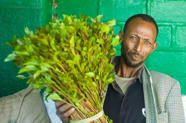 Man holding a freshly harvested bundle of khat leaves in Ethiopia