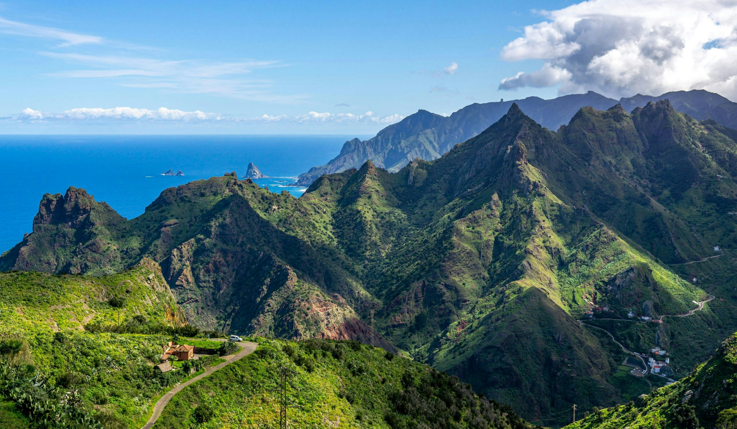 Native vegetation thriving in Tenerife's volcanic landscape