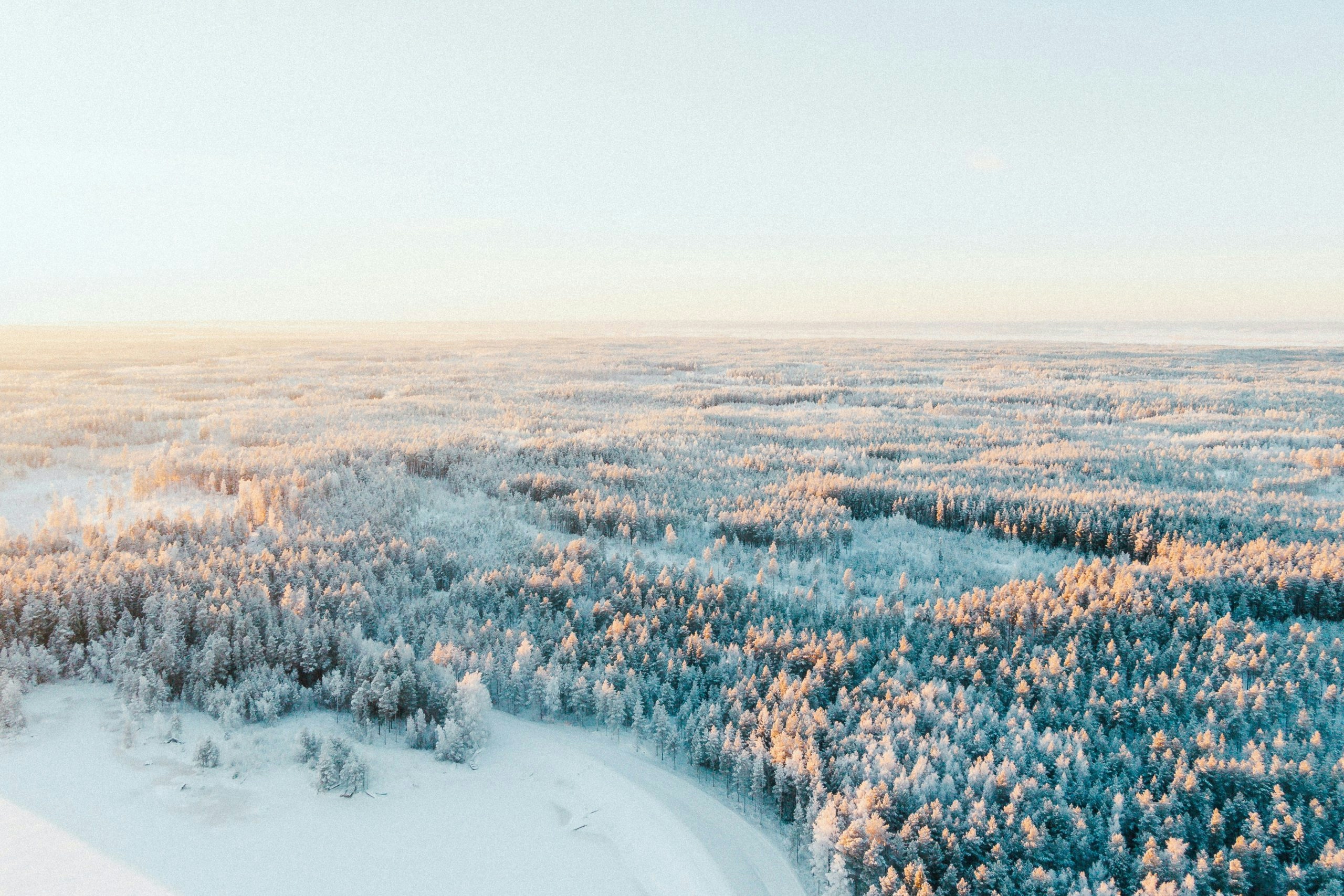 Snow-covered forest in Finland with towering pine trees during winter