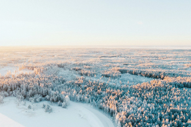 Snow-covered forest in Finland with towering pine trees during winter