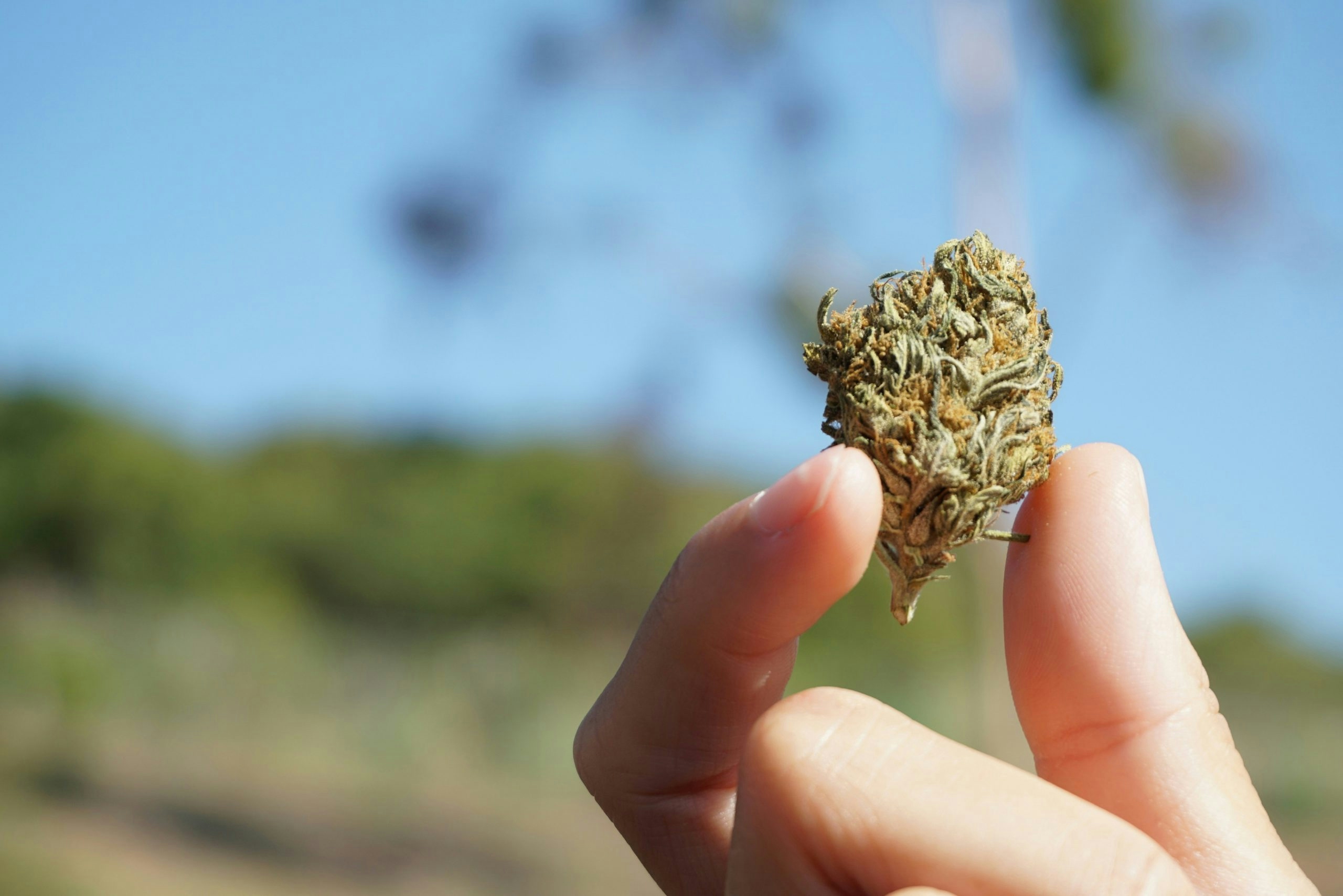 most powerful sativa strains