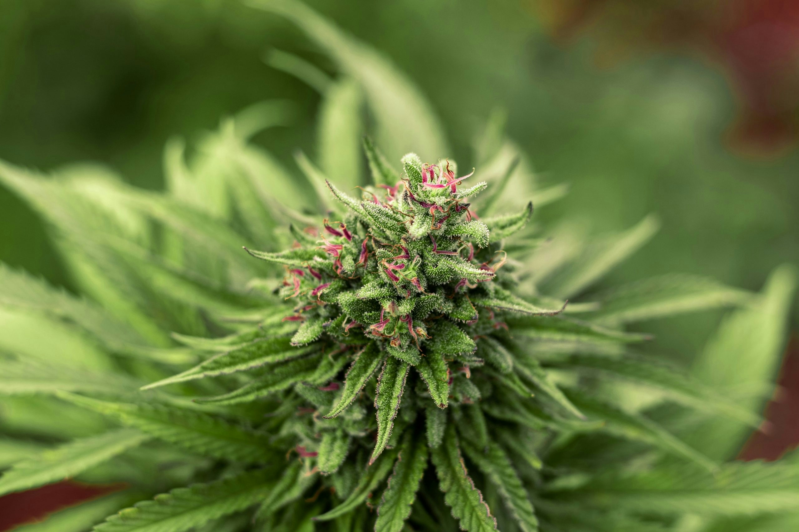 apple fritter strain