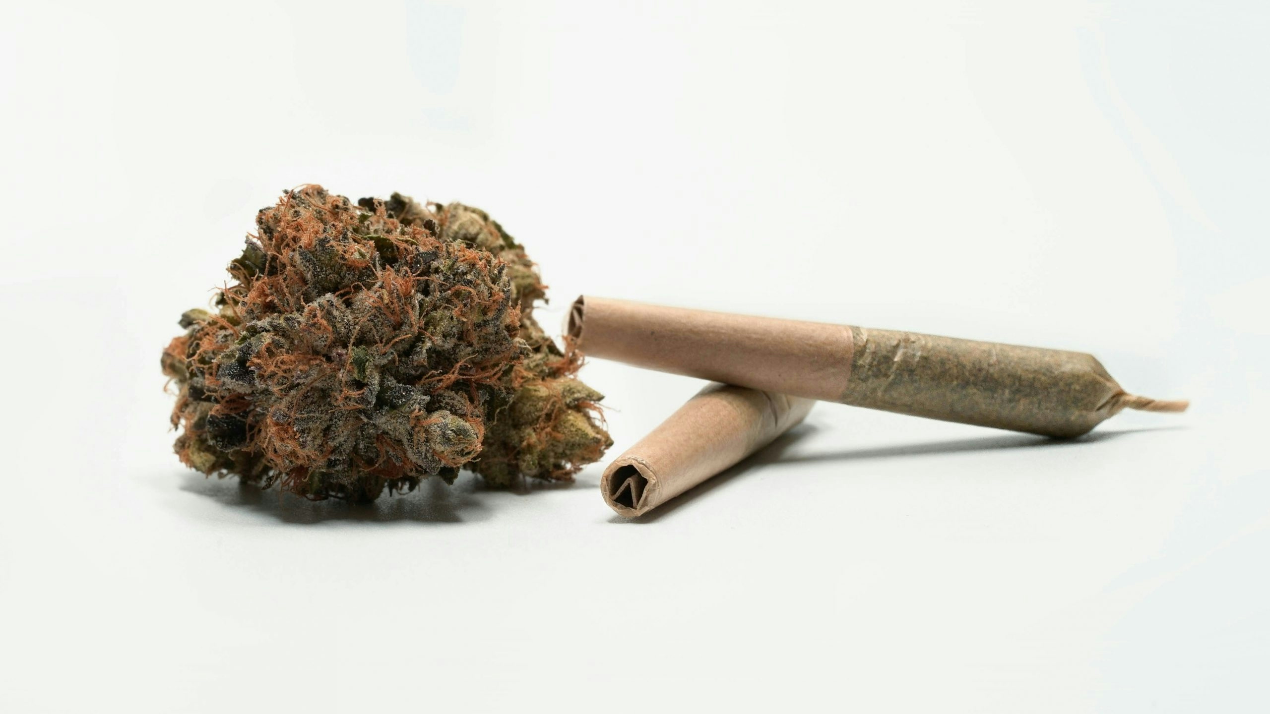 biscotti weed strain