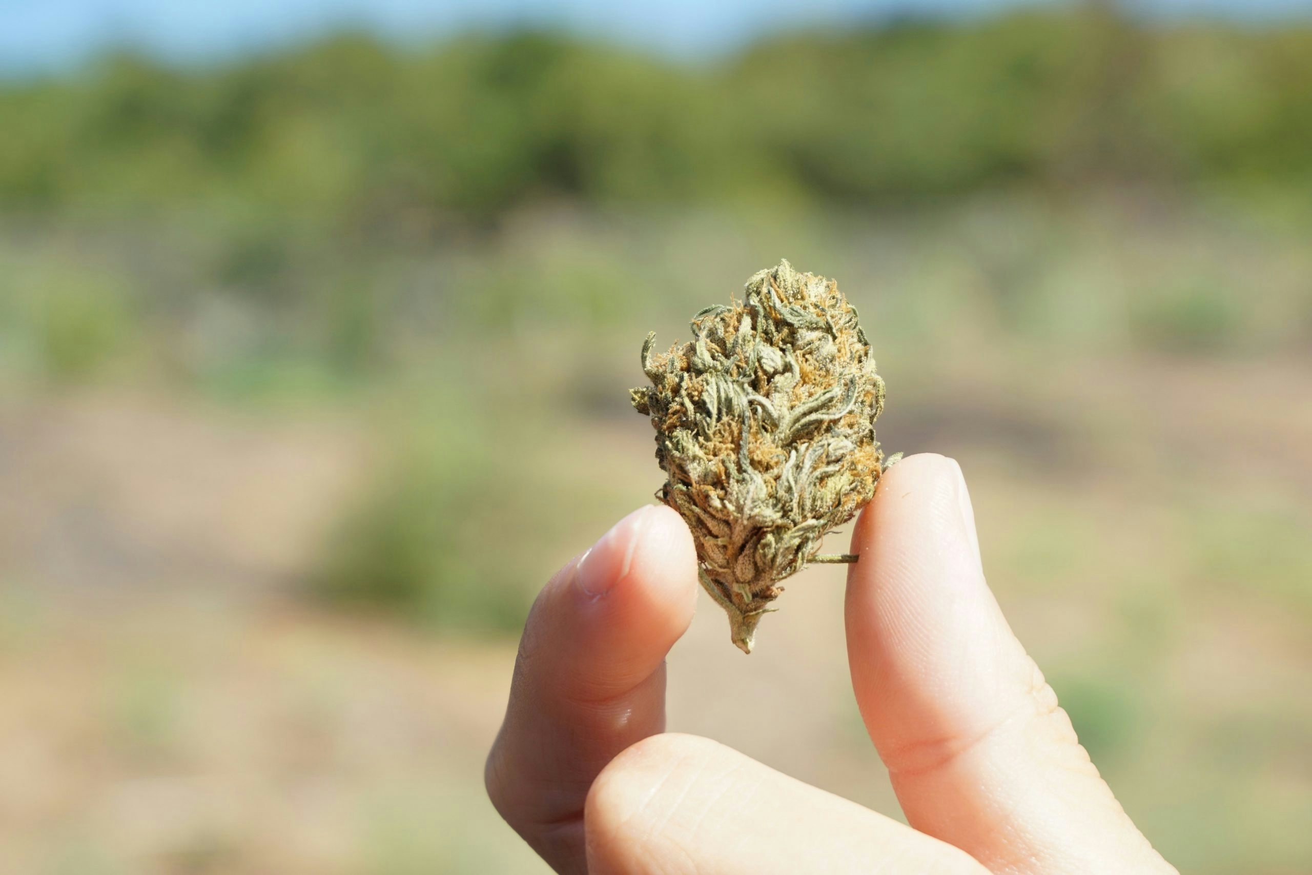 biscotti weed strain