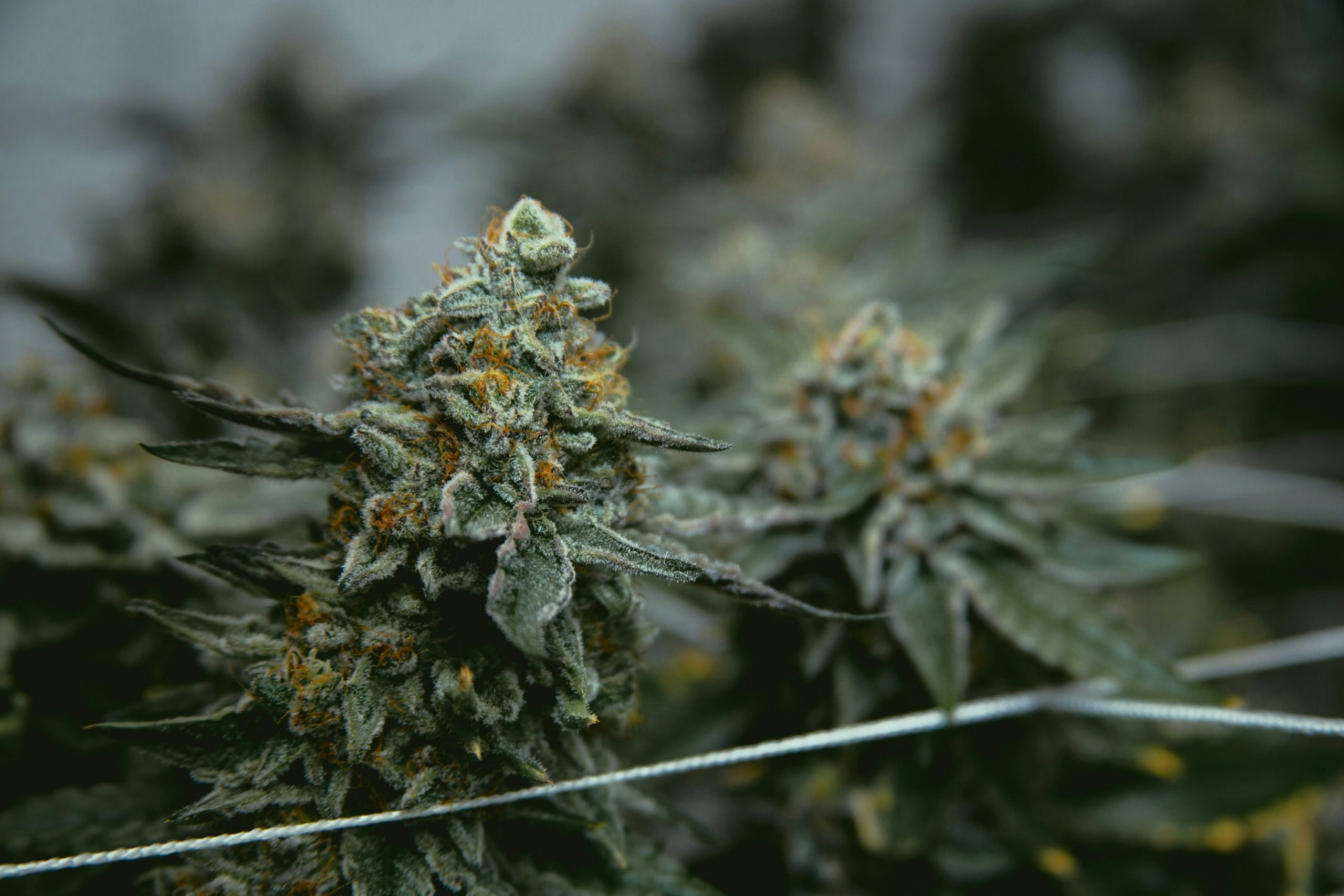 zoap strain