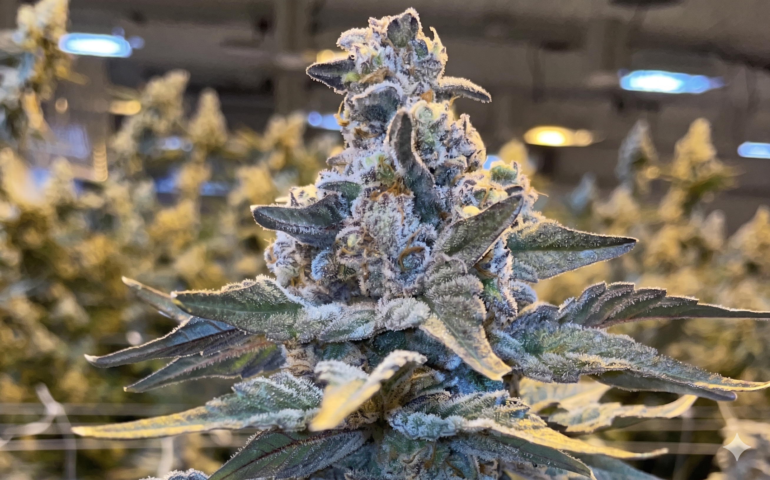 blue dream vs jack herer