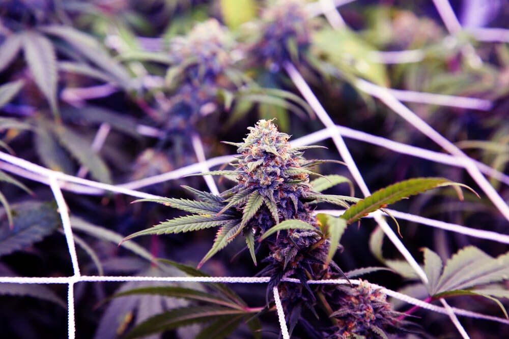 Purple Haze Strain: Terpenes, Effects, Reviews, and Where to Buy in 2026