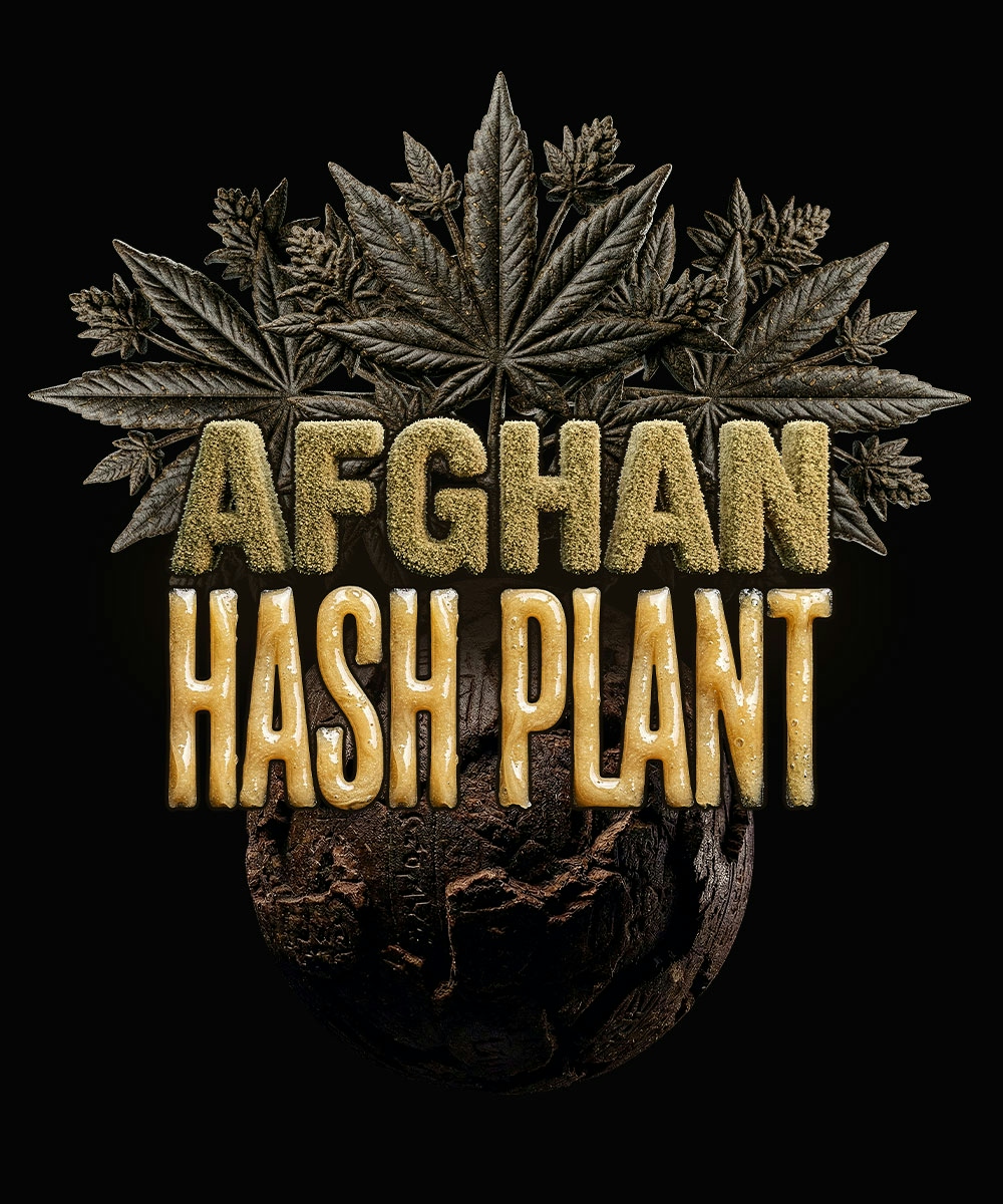 Afghan Hash Plant