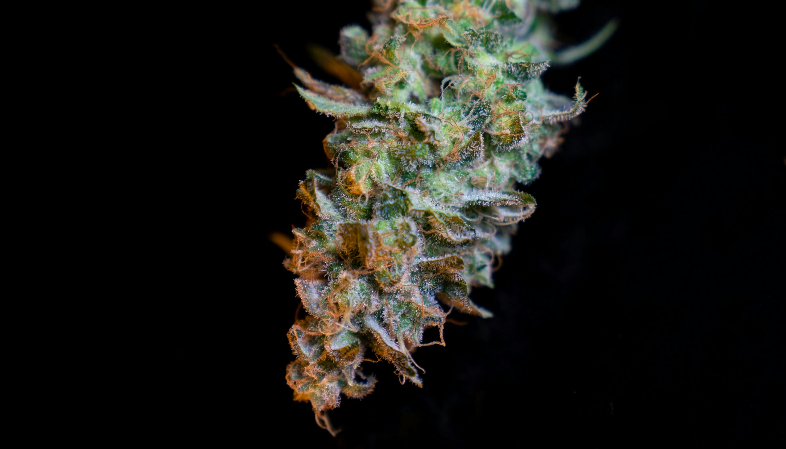 strawberry cough strain