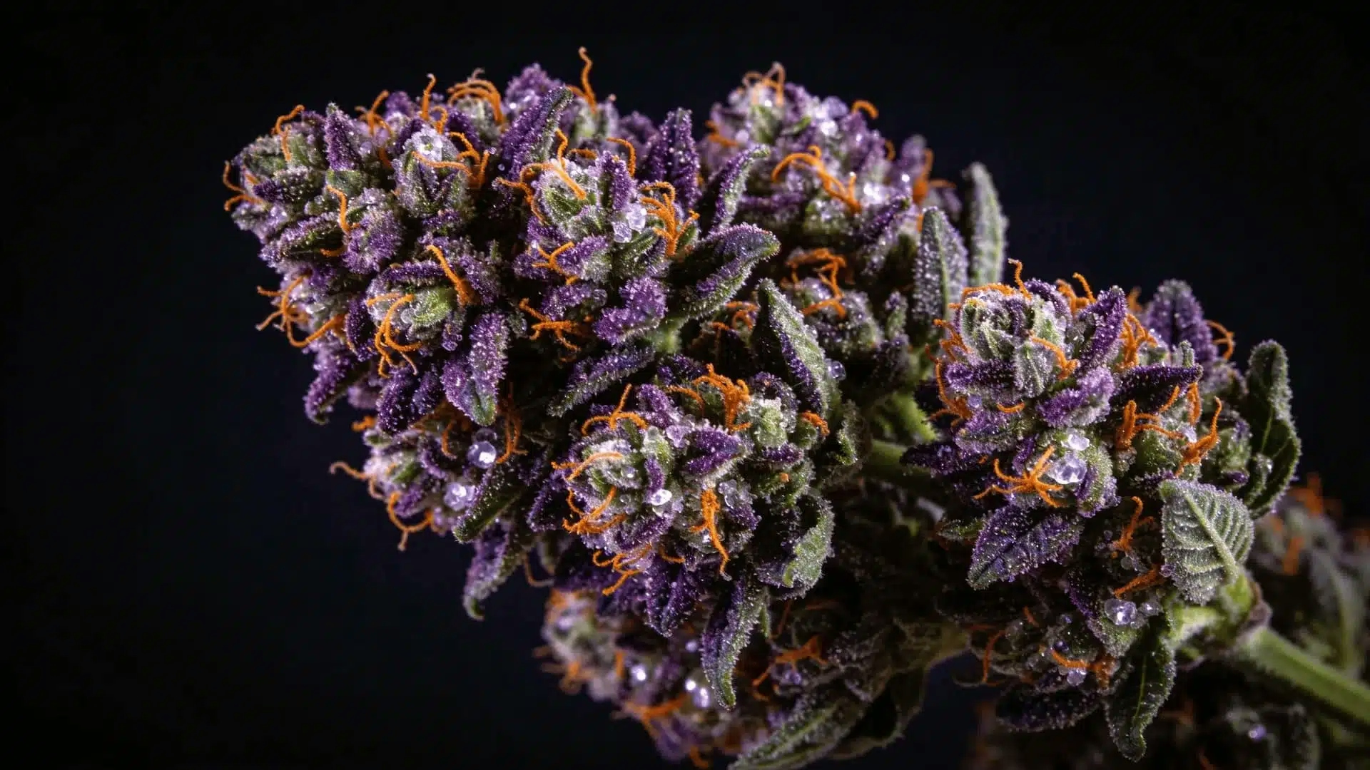 strawberry cough strain