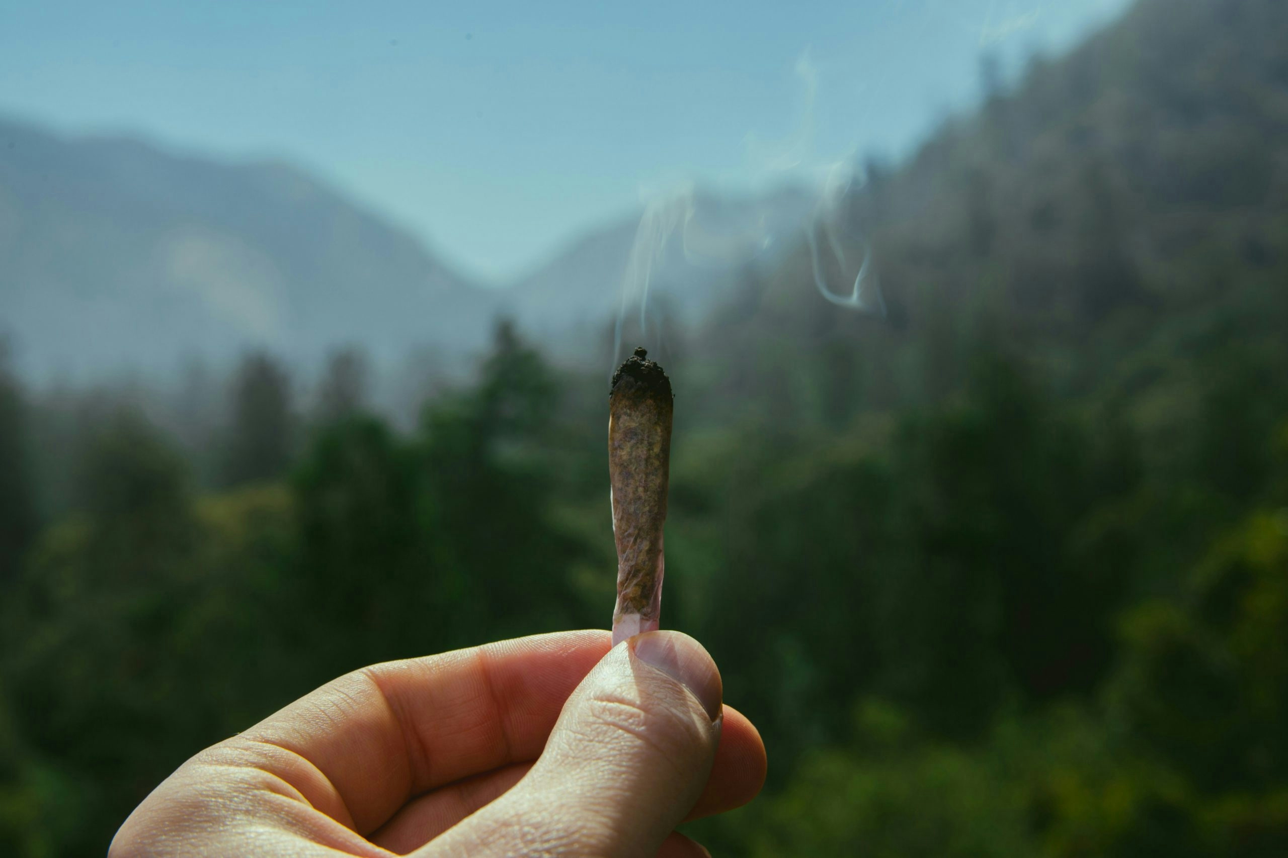 strawberry cough strain