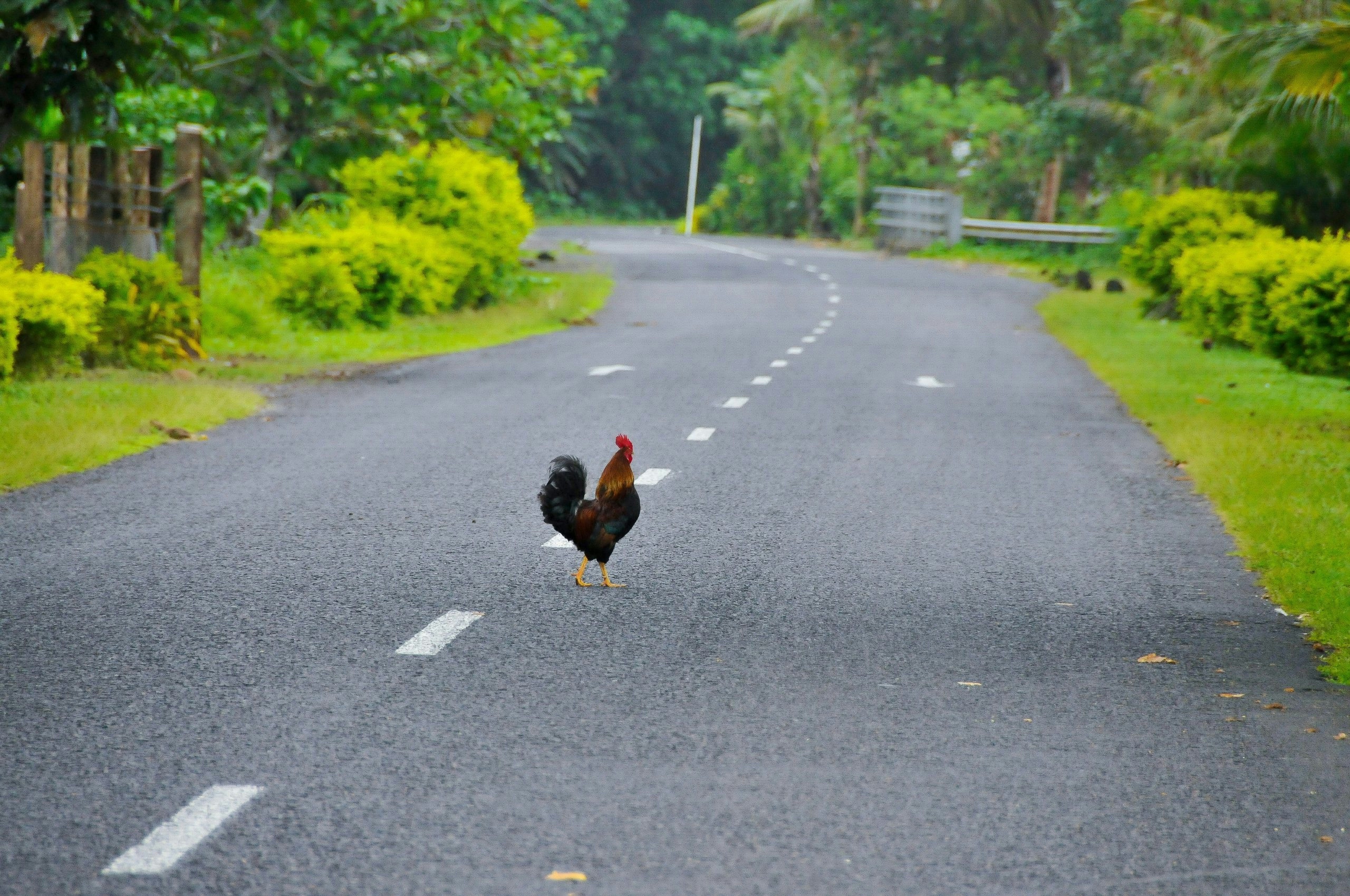 A CHICKEN CROSSING THE STREET IN SAMOA