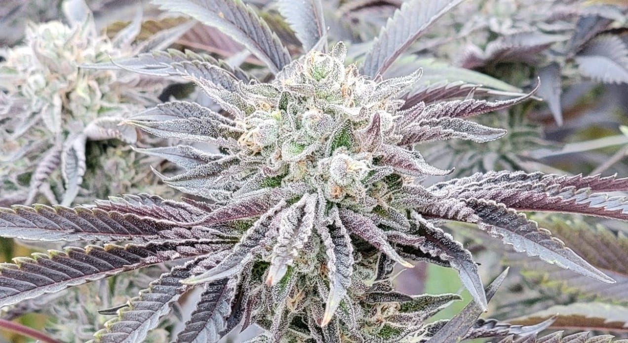 blue nerds strain