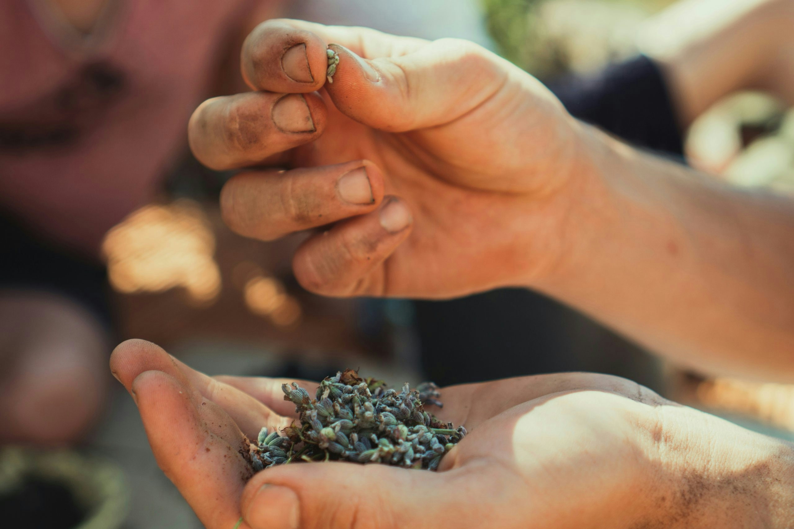best cannabis seed banks
