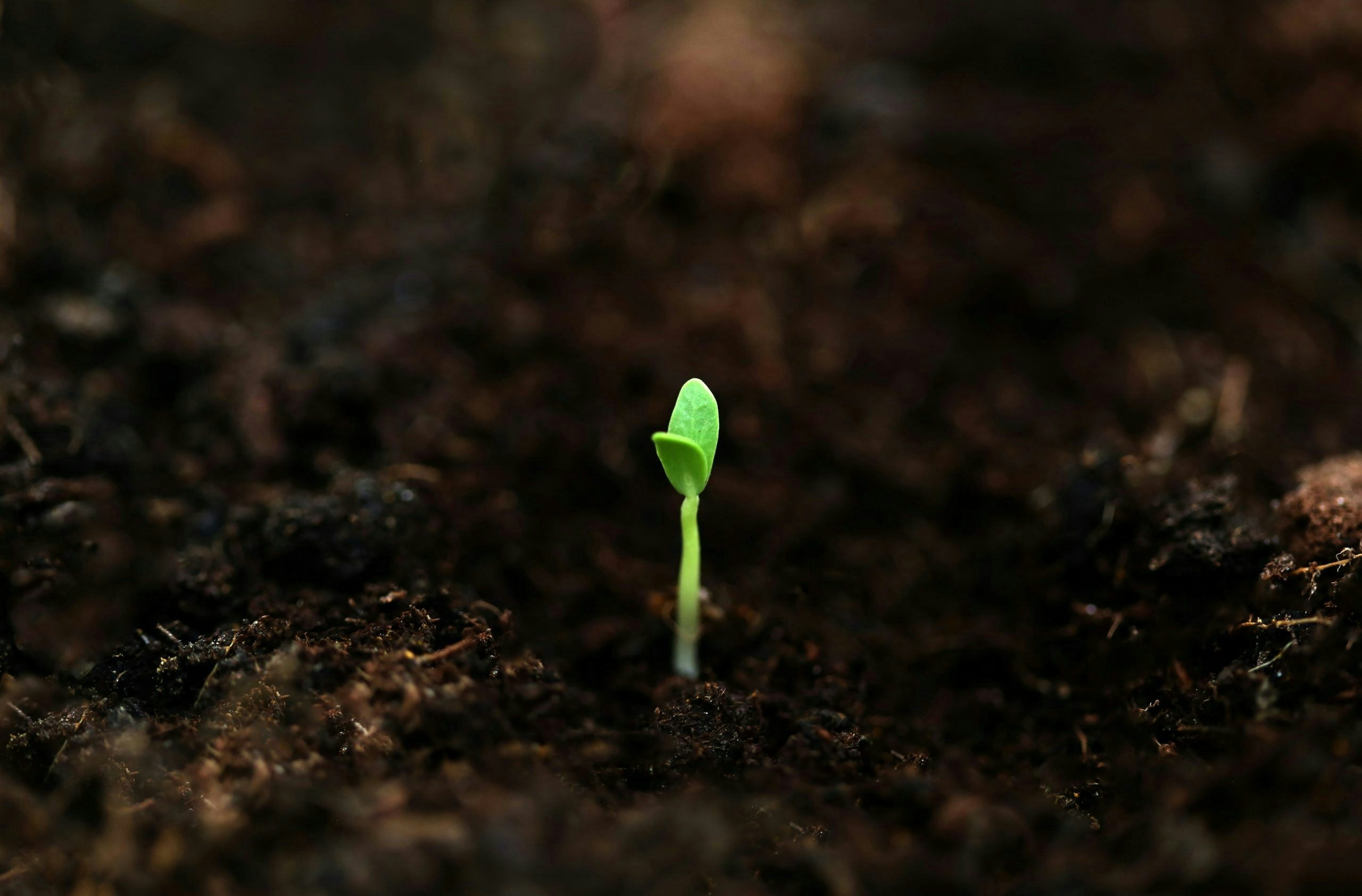 best cannabis seed banks