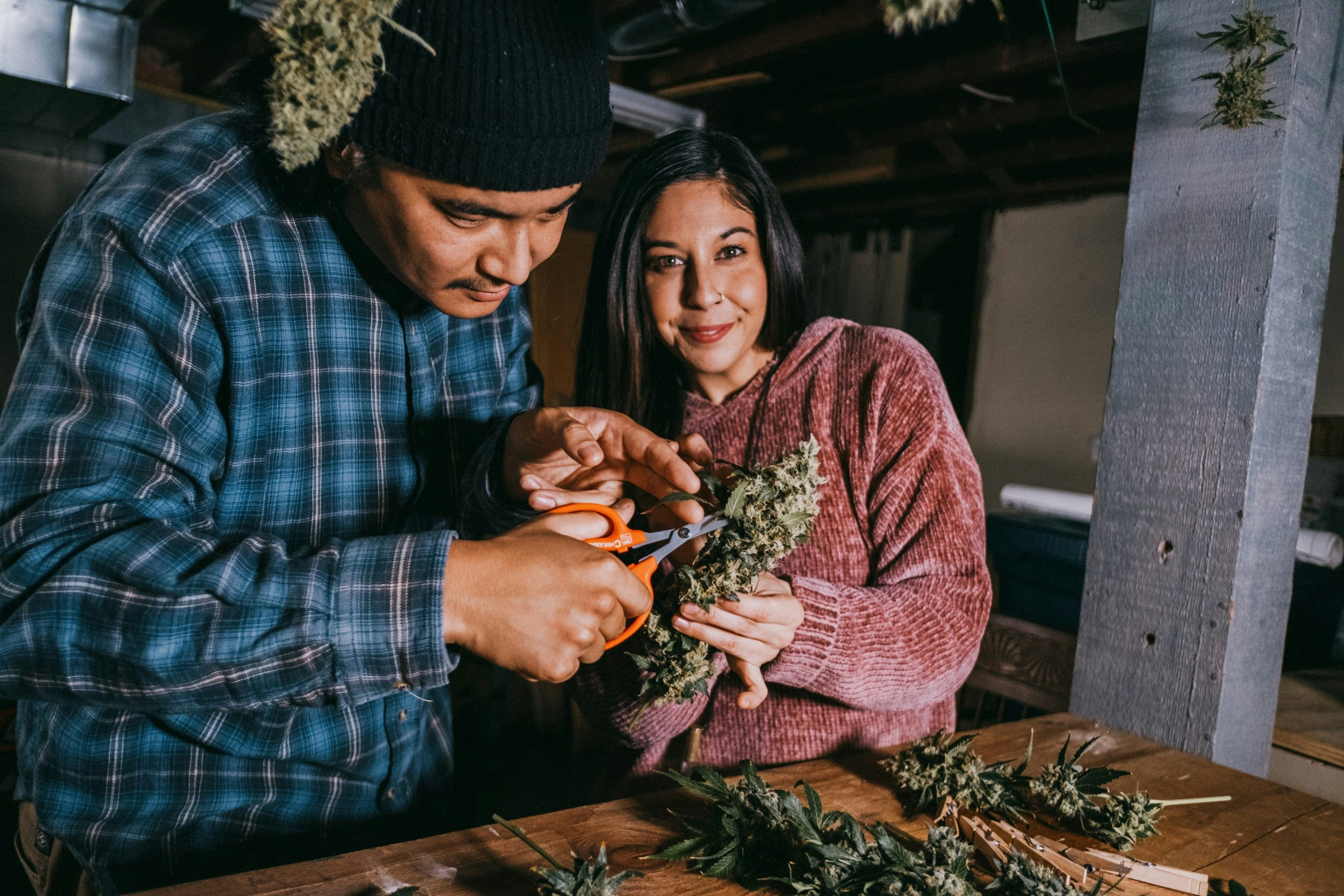 best cannabis seed banks
