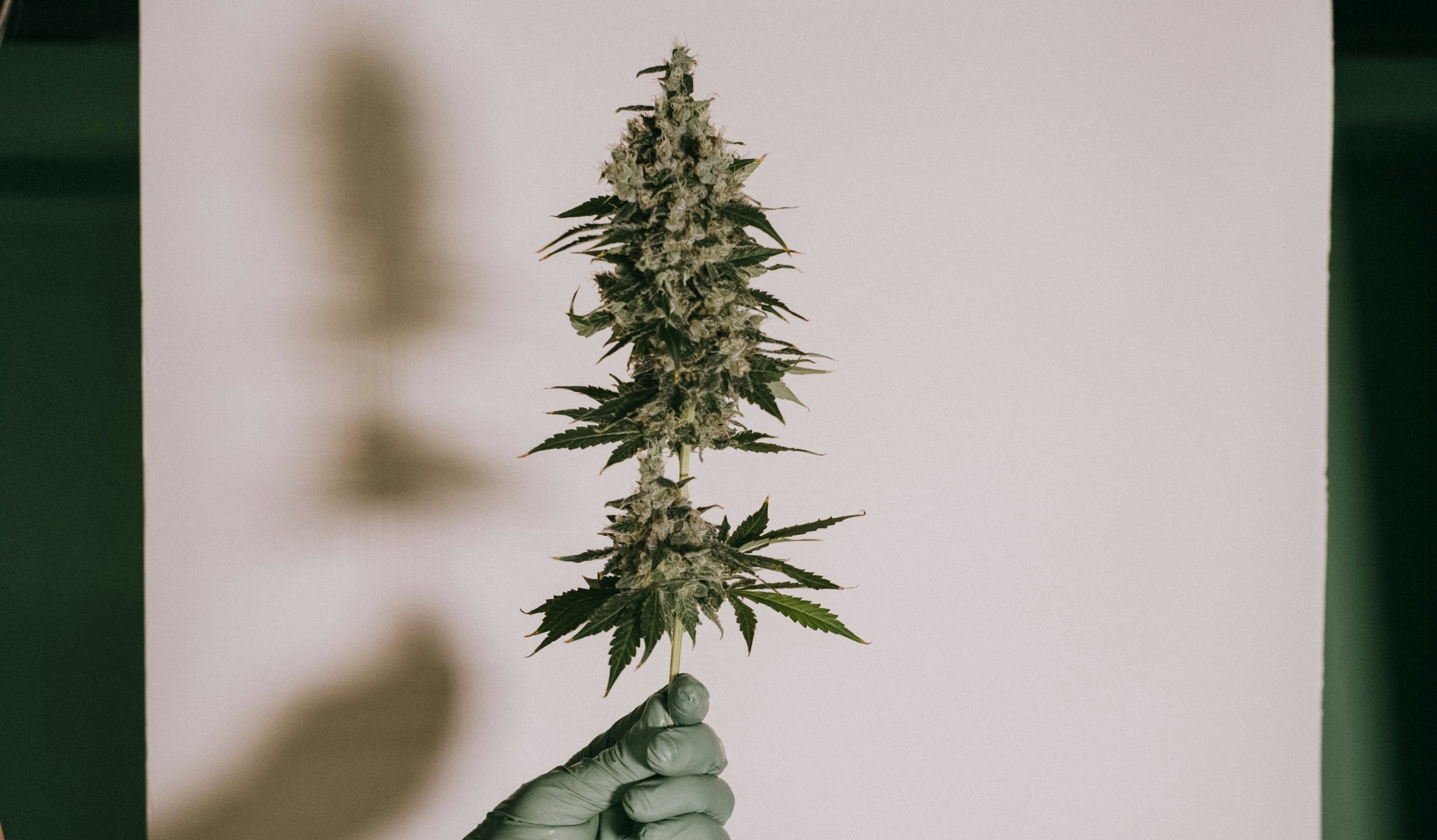 best cannabis seed banks