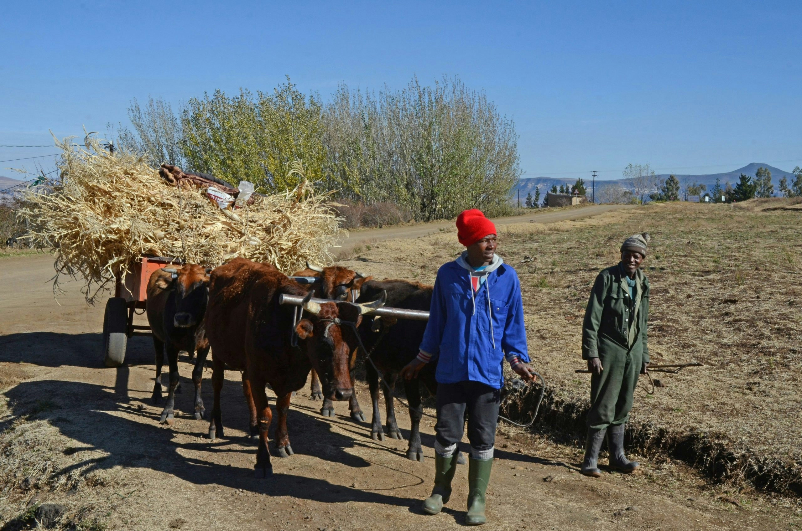 Buy Weed in Lesotho